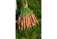 Нерак F1 - морква, 100 000 насіння (1,8-2,0 мм), Bejo Голландія фото, цiна